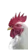 Rooster Profile Photo