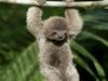 SlothLife Profile Photo
