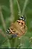 ButterflyClout Profile Photo