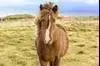 Mister_Horse Profile Photo